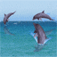 sharkdiver - Avatar